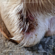 Laden Sie das Bild in den Galerie-Viewer, Set Bye Bye Mauke (Pferd)