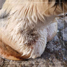 Laden Sie das Bild in den Galerie-Viewer, Set Bye Bye Mauke (Pferd)