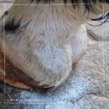 Laden Sie das Bild in den Galerie-Viewer, Set Bye Bye Mauke (Pferd)