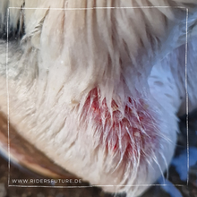 Laden Sie das Bild in den Galerie-Viewer, Set Bye Bye Mauke (Pferd)