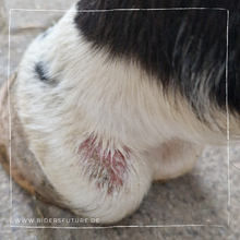 Laden Sie das Bild in den Galerie-Viewer, Set Bye Bye Mauke (Pferd)