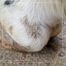 Laden Sie das Bild in den Galerie-Viewer, Set Bye Bye Mauke (Pferd)