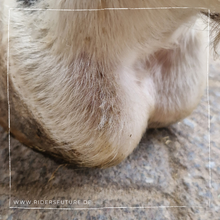 Laden Sie das Bild in den Galerie-Viewer, Erste Hilfe Puder - Paul (Pferd und Hund)