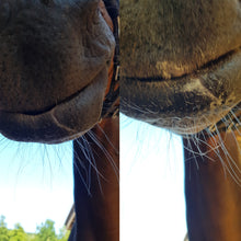 Laden Sie das Bild in den Galerie-Viewer, Maulbalsam Maja (Pferd und Hund)