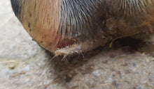 Laden Sie das Bild in den Galerie-Viewer, Erste Hilfe Puder - Paul (Pferd und Hund)