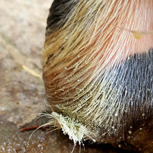 Laden Sie das Bild in den Galerie-Viewer, Erste Hilfe Puder - Paul (Pferd und Hund)