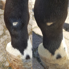 Laden Sie das Bild in den Galerie-Viewer, Erste Hilfe Puder - Paul (Pferd und Hund)