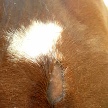 Laden Sie das Bild in den Galerie-Viewer, Hautbalsam - Hanja SkinRepair (Pferd und Hund)