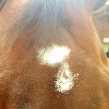 Laden Sie das Bild in den Galerie-Viewer, Hautbalsam - Hanja SkinRepair (Pferd und Hund)