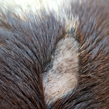 Laden Sie das Bild in den Galerie-Viewer, Hautbalsam - Hanja SkinRepair (Pferd und Hund)