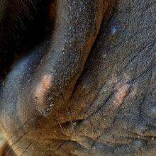 Laden Sie das Bild in den Galerie-Viewer, Maulbalsam Maja (Pferd und Hund)