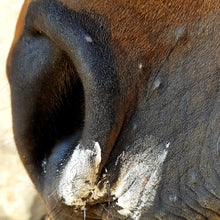 Laden Sie das Bild in den Galerie-Viewer, Maulbalsam Maja (Pferd und Hund)