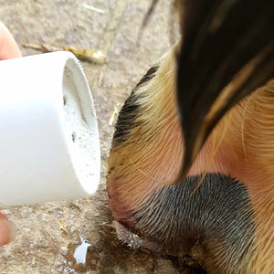 Erste Hilfe Puder - Paul (Pferd und Hund)