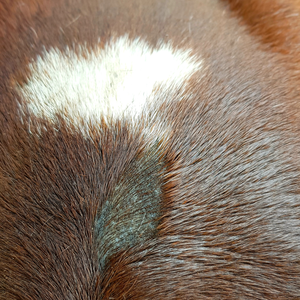 Hautbalsam - Hanja SkinRepair (Pferd und Hund)